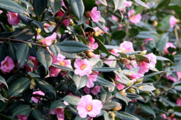 美人茶-造园配植特定的景观植物